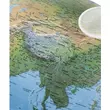 Imagine 3/4 - Cartographia-Glob geografic pamantesc iluminat Elite 40 cm in limba romana