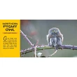 Imagine 4/5 - World's Cutest Animals - Lonely Planet (engleză)