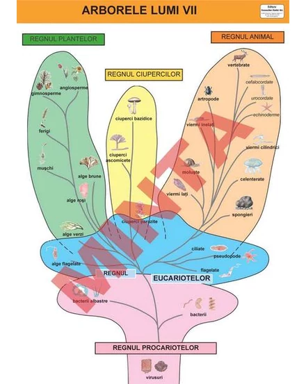 Cartographia-Planse-Arborele lumii vii