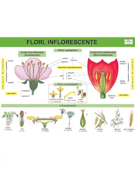 Cartographia-Flori, inflorescenţe