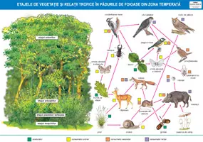 Planse-Etajele de vegetaţie şi relaţii trofice în pădurile de foioase din zona temperată