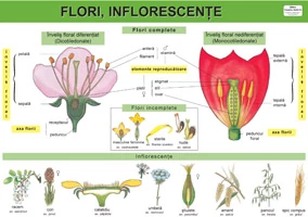 Planse-Flori, inflorescenţe